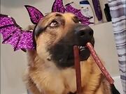 Dog Sports Hilarious Props for Halloween