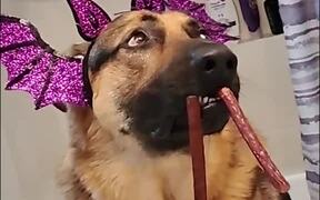 Dog Sports Hilarious Props for Halloween - Animals - VIDEOTIME.COM
