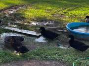 Ducks Enjoy Splashing Water and Getting Soaked