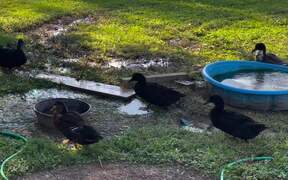 Ducks Enjoy Splashing Water and Getting Soaked
