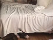 Duo of Dogs Spin to Songs in Owner's Playlist