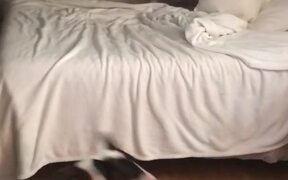 Duo of Dogs Spin to Songs in Owner's Playlist - Animals - VIDEOTIME.COM