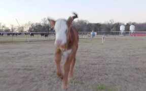 Person Compiles Footage of Calf's Growth Over Time - Animals - VIDEOTIME.COM
