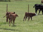 Person Compiles Footage of Calf's Growth Over Time