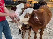 Person Compiles Footage of Calf's Growth Over Time