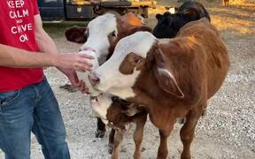 Person Compiles Footage of Calf's Growth Over Time - Animals - VIDEOTIME.COM