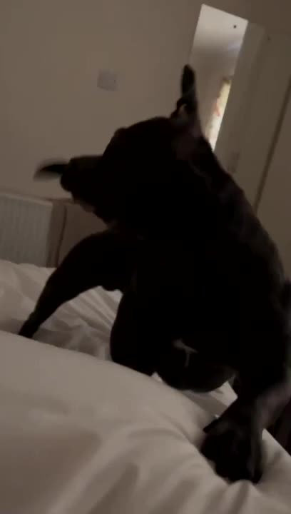 Dog Awakens Owner With Taps on Bed