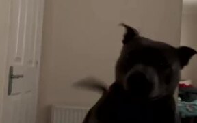 Dog Awakens Owner With Taps on Bed - Animals - VIDEOTIME.COM