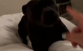Dog Awakens Owner With Taps on Bed - Animals - Videotime.com