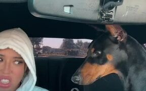 Girl Shares Apple With Doberman - Animals - VIDEOTIME.COM