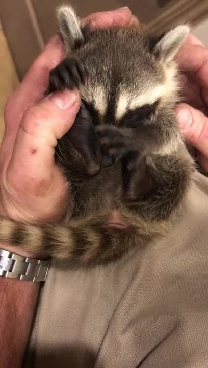 Raccoon Relaxes While Getting Head Scratches