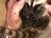 Raccoon Relaxes While Getting Head Scratches