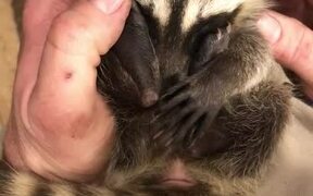 Raccoon Relaxes While Getting Head Scratches - Animals - VIDEOTIME.COM