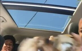 Little Dog Goes Crazy Over Fries