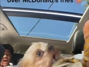 Little Dog Goes Crazy Over Fries