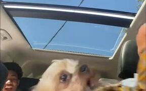 Little Dog Goes Crazy Over Fries - Animals - VIDEOTIME.COM