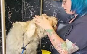 Groomer Rids Dog of Matted Fur - Animals - Videotime.com