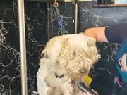 Groomer Rids Dog of Matted Fur
