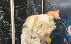 Groomer Rids Dog of Matted Fur - Animals - VIDEOTIME.COM
