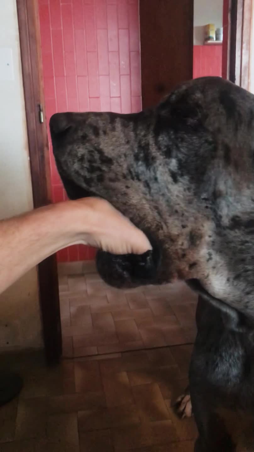 Dog Puts Owner's Entire Hand in Mouth