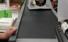 Cat Rides Billing Counter Conveyor in New House