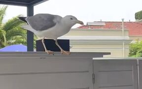 Seagull Quickly Grabs Bite Before Scurrying Away - Animals - VIDEOTIME.COM