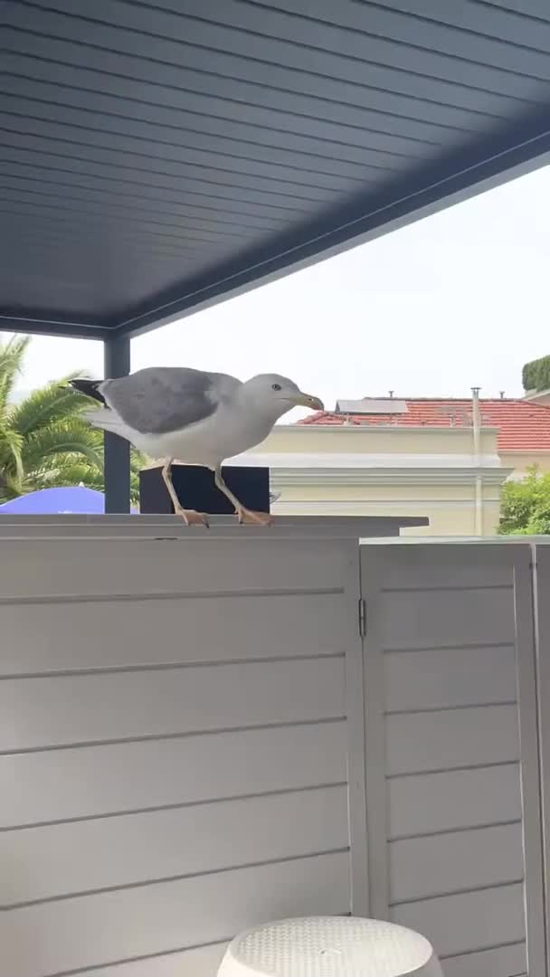 Seagull Quickly Grabs Bite Before Scurrying Away