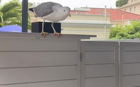 Seagull Quickly Grabs Bite Before Scurrying Away - Animals - VIDEOTIME.COM