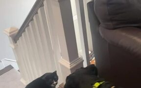 Cats Team Up to Bully Rottweiler