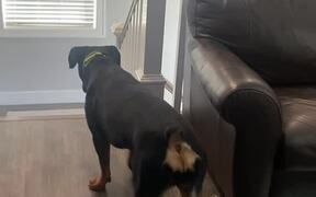 Cats Team Up to Bully Rottweiler - Animals - VIDEOTIME.COM