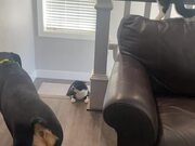 Cats Team Up to Bully Rottweiler