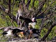 Painted Stork Birds Feed Fish to Their Young Ones