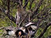 Painted Stork Birds Feed Fish to Their Young Ones