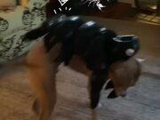Dog Jumps Across Hall Wearing Scorpion Costume