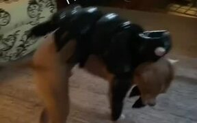Dog Jumps Across Hall Wearing Scorpion Costume - Animals - VIDEOTIME.COM
