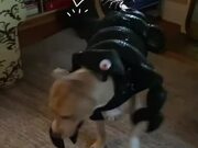 Dog Jumps Across Hall Wearing Scorpion Costume
