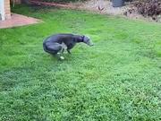 Dog Excitedly Does Zoomies Before Going for Walk