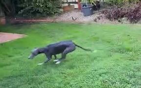Dog Excitedly Does Zoomies Before Going for Walk - Animals - VIDEOTIME.COM