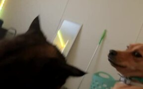 Dog Smacks Cat With His Butt
