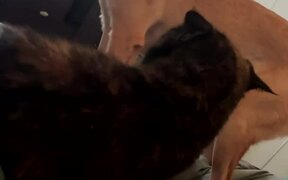 Dog Smacks Cat With His Butt - Animals - VIDEOTIME.COM