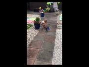 Toddler Plays With Bird and Offers It Food