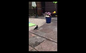 Toddler Plays With Bird and Offers It Food - Animals - VIDEOTIME.COM