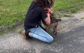 Missing Dog Gets Reunited With Owner After 3 Weeks - Animals - Videotime.com