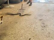Woman Struggles With Snake Found in Stable
