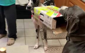 Great Dane Knows How to Take What He Wants - Animals - VIDEOTIME.COM