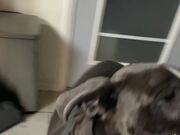 Great Dane Knows How to Take What He Wants