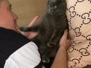 A Cat Wildly Bites Her Owner