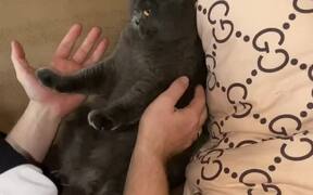 A Cat Wildly Bites Her Owner - Animals - VIDEOTIME.COM