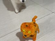 Pomeranian Has a Bad Feeling About the New Dog Toy