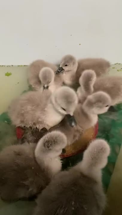 Fostered Cygnets Bathe While Drinking Water